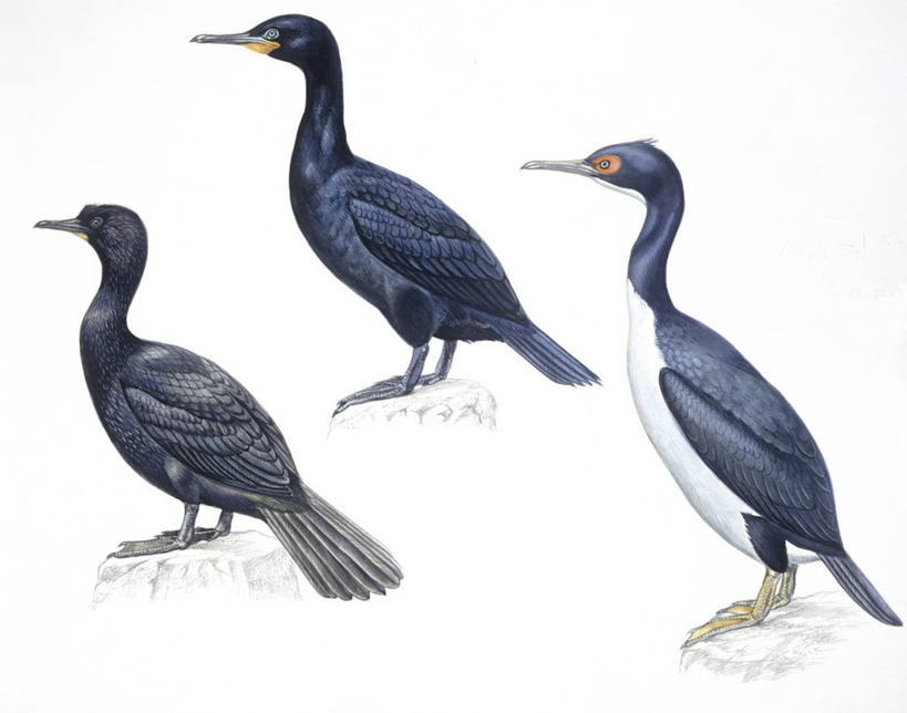 无人,横图,插画,白色背景,侧面,数码,科技,海鸟,野生动物,三只,阴影,科学,网络,鸬鹚,鸟类,高光,几何,计算机图形,合成,图画,画,白色,自然,环境,电脑合成图,数码合成图,生物学,合成图,漫画,写实,具体,具象,海角鸬鹚,彩图,动物学,南美鸬鹚