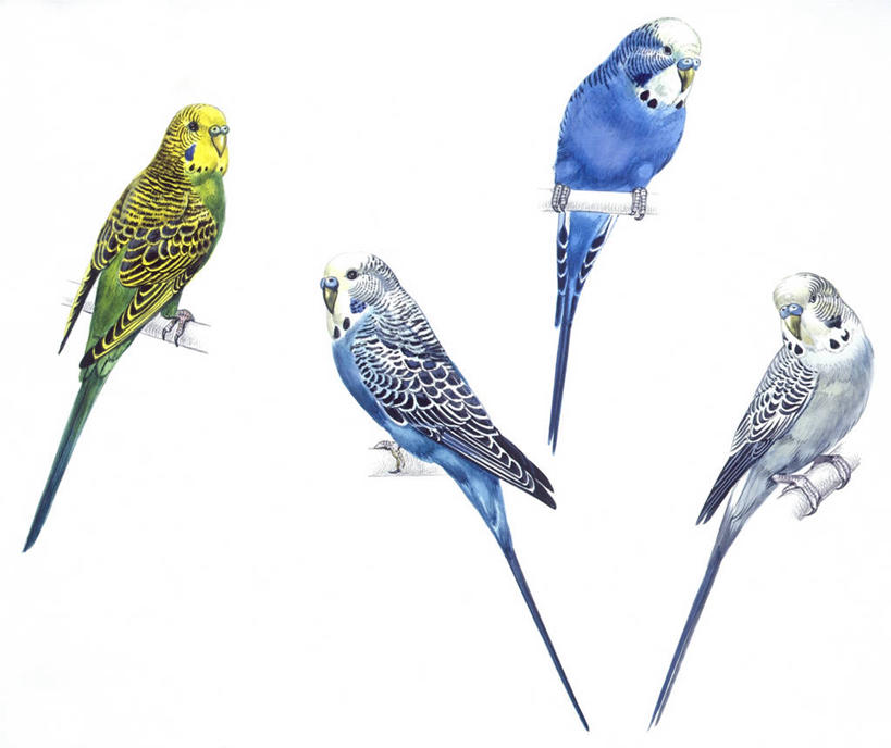 无人,横图,插画,白色背景,数码,科技,野生动物,鹦鹉,四只,阴影,科学,网络,高光,几何,计算机图形,合成,图画,画,蓝色,紫色,白色,灰色,自然,多样,环境,电脑合成图,数码合成图,生物学,合成图,漫画,写实,具体,具象,热带鸟,长尾鹦鹉,虎皮鹦鹉,彩图,动物学