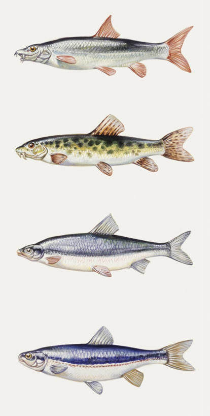 无人,竖图,全景,插画,白色背景,侧面,数码,科技,四只,一排,阴影,整齐,科学,网络,鱼,高光,几何,计算机图形,合成,图画,鱼类,画,排列,白色,自然,多样,鲈鱼,环境,电脑合成图,数码合成图,生物学,鳍,合成图,队列,漫画,写实,具体,具象,背鳍,花鲈,鲈板,鲈子鱼,鲃鱼,彩图,动物学
