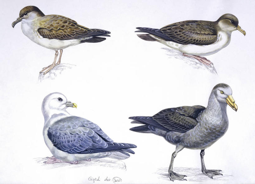 无人,横图,插画,白色背景,侧面,数码,科技,海鸟,鸟,野生动物,四只,阴影,科学,网络,鸟类,高光,几何,计算机图形,合成,图画,画,白色,自然,环境,电脑合成图,数码合成图,生物学,合成图,漫画,写实,具体,具象,海燕,彩图,动物学