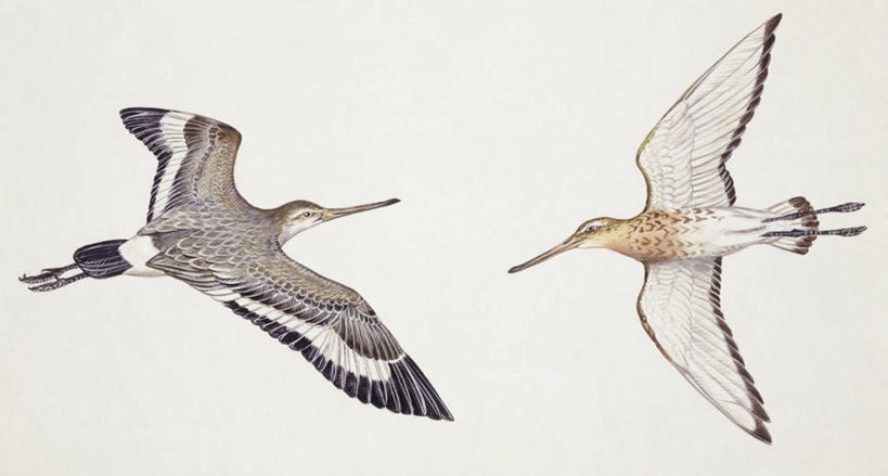 无人,横图,插画,室外,白色背景,数码,科技,野生动物,阴影,科学,网络,鸟类,高光,几何,计算机图形,合成,图画,飞,画,白色,自然,动物,两只,环境,电脑合成图,数码合成图,生物学,合成图,漫画,写实,具体,具象,黑尾塍鹬,彩图,动物学