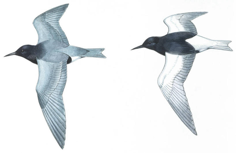无人,横图,插画,白色背景,数码,科技,野生动物,阴影,科学,网络,翅膀,鸟类,燕鸥,高光,几何,计算机图形,合成,图画,飞,画,白色,自然,动物,两只,环境,电脑合成图,数码合成图,生物学,合成图,漫画,写实,具体,具象,彩图,动物学,黑燕鸥