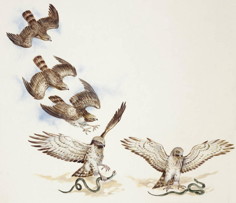 跳水,无人,横图,方图,插画,室外,白色背景,数码,科技,野生动物,鹰,阴影,科学,网络,蛇,捕食,高光,几何,计算机图形,合成,图画,飞,画,白色,自然,环境,电脑合成图,数码合成图,生物学,合成图,漫画,写实,具体,具象,彩图,动物学