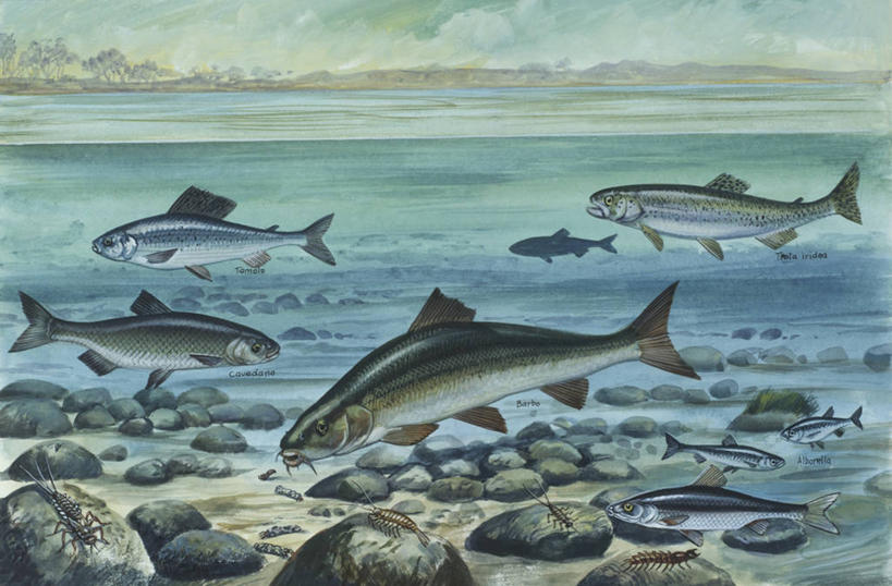 游泳,无人,横图,插画,室外,数码,科技,水下,海洋,河流,水,野生动物,阴影,科学,网络,昆虫,流水,高光,几何,计算机图形,合成,图画,鱼类,画,自然,多样,淡水鱼,环境,电脑合成图,数码合成图,生物学,合成图,节肢动物,漫画,写实,具体,具象,彩图,动物学,淡水