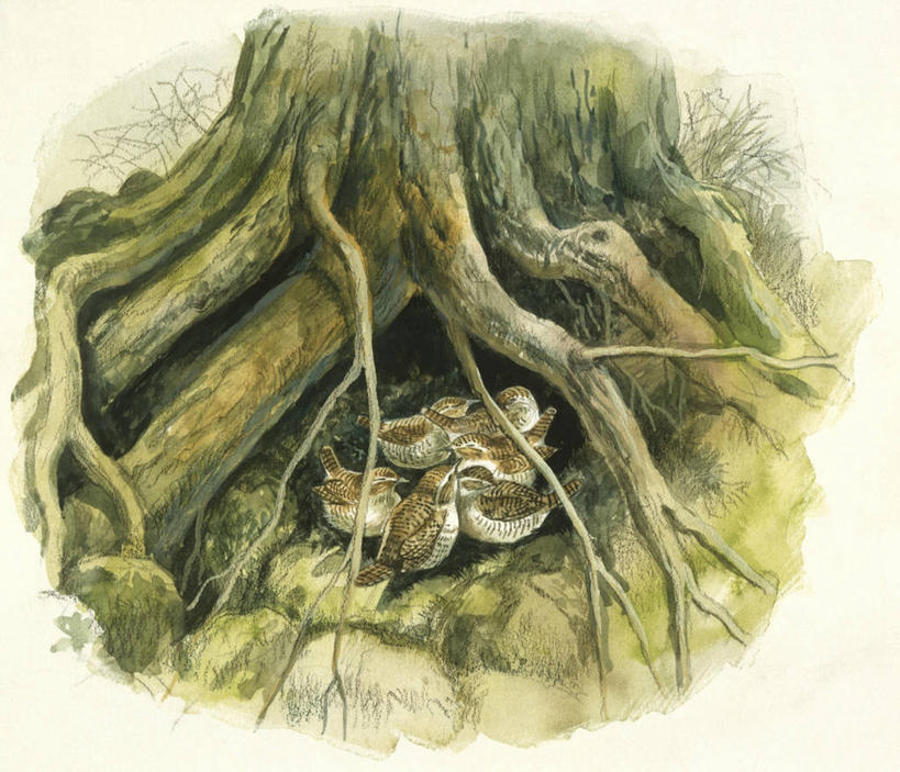 无人,横图,插画,室外,数码,科技,野生动物,阴影,科学,网络,鸟类,洞,根部,高光,几何,计算机图形,合成,图画,画,树,树干,自然,栖息,环境,电脑合成图,数码合成图,生物学,合成图,漫画,写实,具体,具象,鹪鹩,彩图,动物学