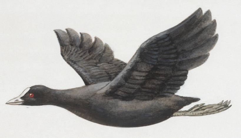 无人,横图,插画,白色背景,侧面,数码,科技,野生动物,阴影,科学,网络,翅膀,鸟类,高光,几何,计算机图形,合成,图画,飞,画,白色,自然,动物,环境,电脑合成图,数码合成图,生物学,合成图,漫画,写实,具体,具象,黑水鸡,彩图,动物学