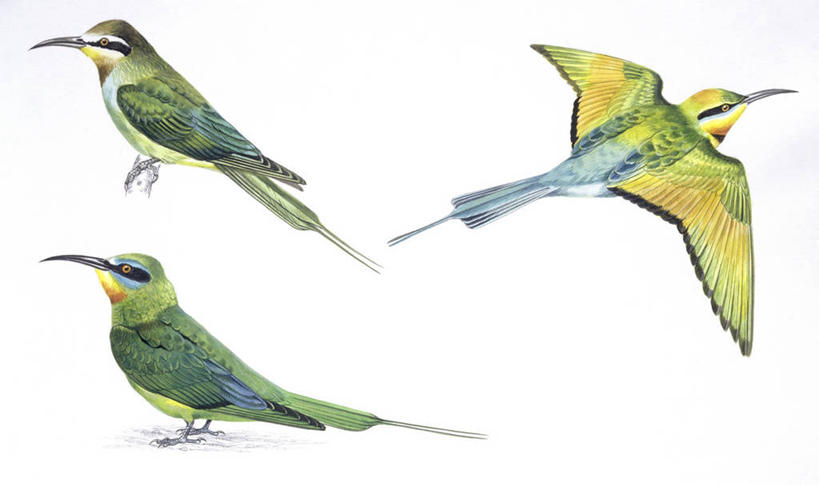 无人,横图,插画,白色背景,数码,科技,蜂鸟,鸟,野生动物,三只,阴影,科学,网络,翅膀,鸟类,高光,几何,计算机图形,合成,图画,飞,画,白色,自然,环境,电脑合成图,数码合成图,生物学,合成图,漫画,写实,具体,具象,蜂虎,食蜂鸟,彩图,动物学,黑蜂虎