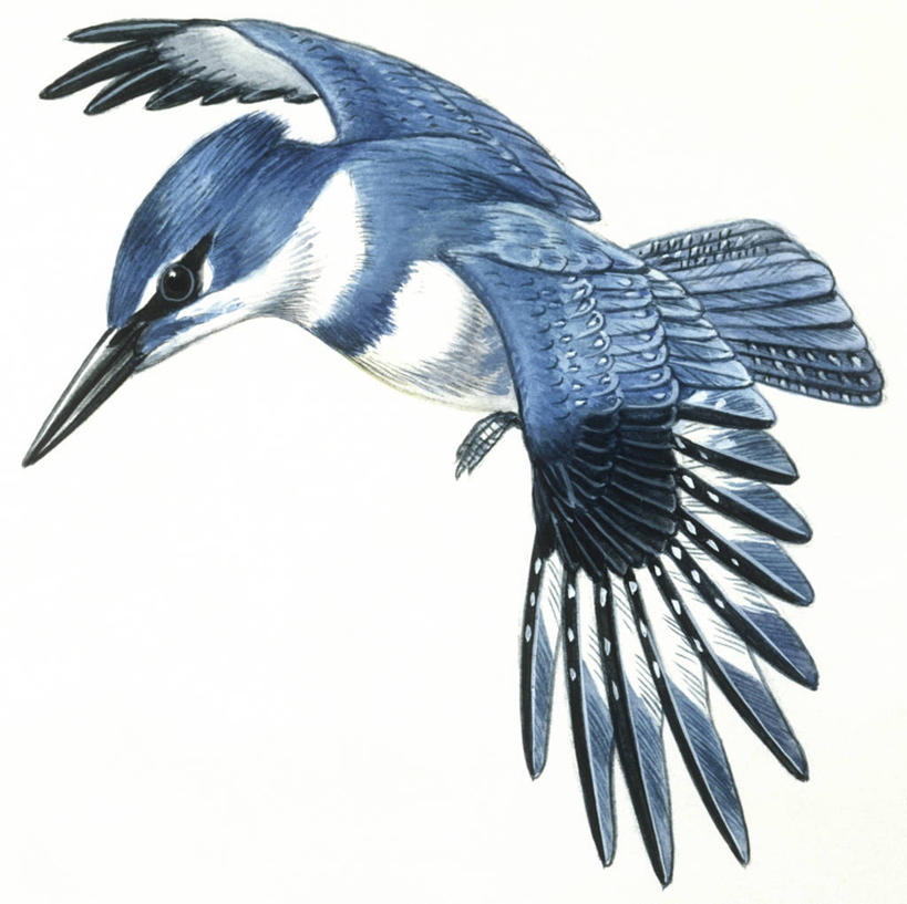 无人,横图,方图,插画,白色背景,侧面,数码,科技,翠鸟,鸟,野生动物,阴影,科学,网络,翅膀,鸟类,高光,几何,计算机图形,合成,图画,飞,画,蓝色,白色,自然,动物,环境,电脑合成图,数码合成图,生物学,合成图,漫画,笑翠鸟,写实,具体,具象,鱼虎,鱼狗,大翠鸟,彩图,动物学