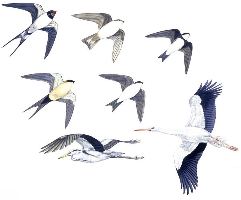 无人,横图,插画,室内,白色背景,数码,科技,鸟,野生动物,燕子,阴影,科学,网络,苍鹭,鸟类,高光,几何,计算机图形,合成,图画,飞,画,白色,自然,环境,电脑合成图,数码合成图,生物学,鹳,合成图,白鹳,漫画,写实,具体,具象,家燕,白腹毛脚燕,灰鹳,彩图,影棚拍摄,动物学