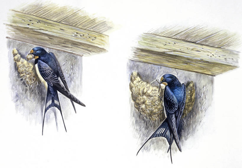 无人,横图,插画,室内,白色背景,建筑业,数码,科技,野生动物,燕子,阴影,科学,网络,鸟类,鸟巢,高光,几何,计算机图形,合成,图画,画,白色,自然,动物,两只,工业,环境,电脑合成图,数码合成图,生物学,合成图,漫画,写实,具体,具象,家燕,彩图,动物学