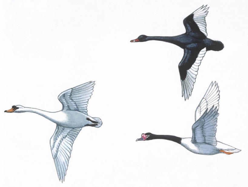 无人,横图,插画,室内,白色背景,侧面,数码,科技,野生动物,天鹅,三只,许多,阴影,科学,网络,鸟类,很多,高光,几何,计算机图形,合成,图画,飞,画,白色,自然,环境,电脑合成图,数码合成图,生物学,疣鼻天鹅,合成图,漫画,写实,具体,具象,黑天鹅,彩图,影棚拍摄,黑颈天鹅,动物学