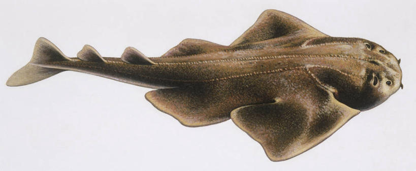 无人,横图,全景,插画,白色背景,侧面,数码,科技,鲨鱼,阴影,科学,网络,高光,几何,计算机图形,合成,图画,鱼类,画,白色,自然,动物,环境,电脑合成图,数码合成图,生物学,鳍,合成图,漫画,写实,具体,具象,背鳍,彩图,动物学,软骨鱼纲