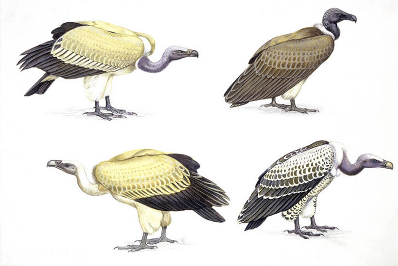 无人,横图,插画,白色背景,侧面,数码,科技,野生动物,四只,阴影,科学,网络,鸟类,高光,几何,计算机图形,合成,图画,画,白色,自然,环境,电脑合成图,数码合成图,生物学,合成图,漫画,写实,具体,具象,秃鹰,彩图,白背秃鹰,动物学