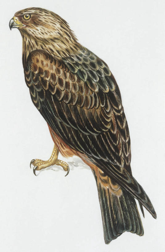 无人,竖图,插画,室外,白色背景,侧面,数码,科技,野生动物,阴影,科学,网络,鸟类,高光,几何,计算机图形,合成,图画,画,白色,自然,动物,环境,电脑合成图,数码合成图,生物学,合成图,漫画,写实,具体,具象,黑鸢,彩图,动物学