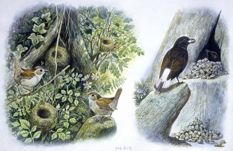 无人,站,横图,插画,室外,白天,数码,科技,野生动物,叶子,四只,阴影,科学,网络,鸟类,鸟巢,高光,几何,计算机图形,合成,图画,画,树干,排列,自然,动物,鹅卵石,栖息,环境,电脑合成图,数码合成图,生物学,合成图,漫画,收集,写实,具体,具象,鹪鹩,岩石,彩图,伴侣,动物行为,动物学