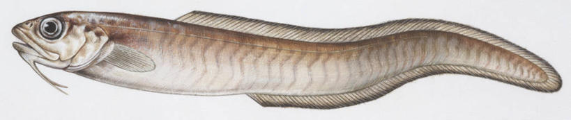 无人,横图,全景,插画,白色背景,侧面,数码,科技,阴影,科学,网络,鱼,高光,几何,计算机图形,合成,图画,鱼类,画,白色,自然,动物,鲈鱼,环境,电脑合成图,数码合成图,生物学,鳍,合成图,咸水鱼,漫画,写实,具体,具象,咸水鳗,背鳍,花鲈,鲈板,鲈子鱼,彩图,动物学