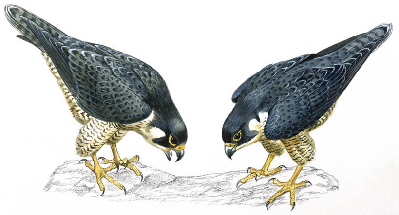 无人,横图,插画,白色背景,数码,科技,野生动物,弯腰,阴影,科学,网络,鸟类,高光,几何,计算机图形,合成,图画,画,白色,自然,动物,两只,面对面,环境,电脑合成图,数码合成图,生物学,合成图,漫画,猎鹰,写实,具体,具象,游隼,彩图,伴侣,动物行为,动物学