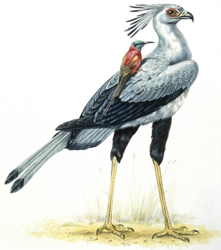 无人,站,竖图,插画,白色背景,侧面,数码,科技,野生动物,阴影,科学,网络,鸟类,高光,几何,计算机图形,合成,图画,画,白色,自然,动物,两只,环境,电脑合成图,数码合成图,生物学,合成图,漫画,写实,具体,具象,蛇鹫,食蜂鸟,黄喉蜂虎,彩图,动物学,洋红蜂虎