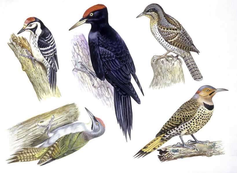 无人,横图,插画,白色背景,数码,科技,野生动物,啄木鸟,阴影,科学,网络,鸟类,高光,几何,计算机图形,合成,图画,画,树干,白色,自然,五只,环境,电脑合成图,数码合成图,生物学,合成图,漫画,写实,具体,具象,黑啄木鸟,彩图,动物学