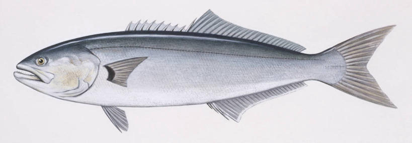 海鲜,无人,横图,全景,插画,白色背景,侧面,数码,科技,阴影,科学,网络,鱼,高光,几何,计算机图形,合成,图画,水产,鱼类,海洋生物,画,白色,自然,动物,巴浪,鲈鱼,竹荚鱼,环境,电脑合成图,数码合成图,生物学,鳍,合成图,水生动物,海产品,咸水鱼,水生物,漫画,海底动物,写实,具体,具象,背鳍,花鲈,鲈板,鲈子鱼,刺公,山鲐鱼,彩图,动物学