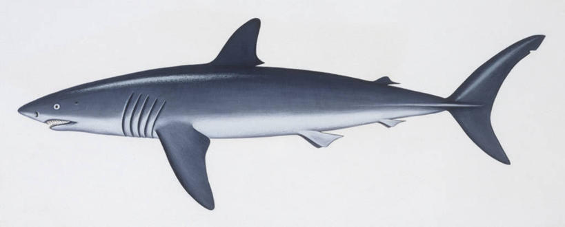 无人,横图,全景,插画,白色背景,侧面,数码,科技,鲨鱼,阴影,科学,网络,高光,几何,计算机图形,合成,图画,画,白色,自然,动物,环境,电脑合成图,数码合成图,生物学,鳍,合成图,漫画,写实,具体,具象,背鳍,彩图,动物学,软骨鱼纲
