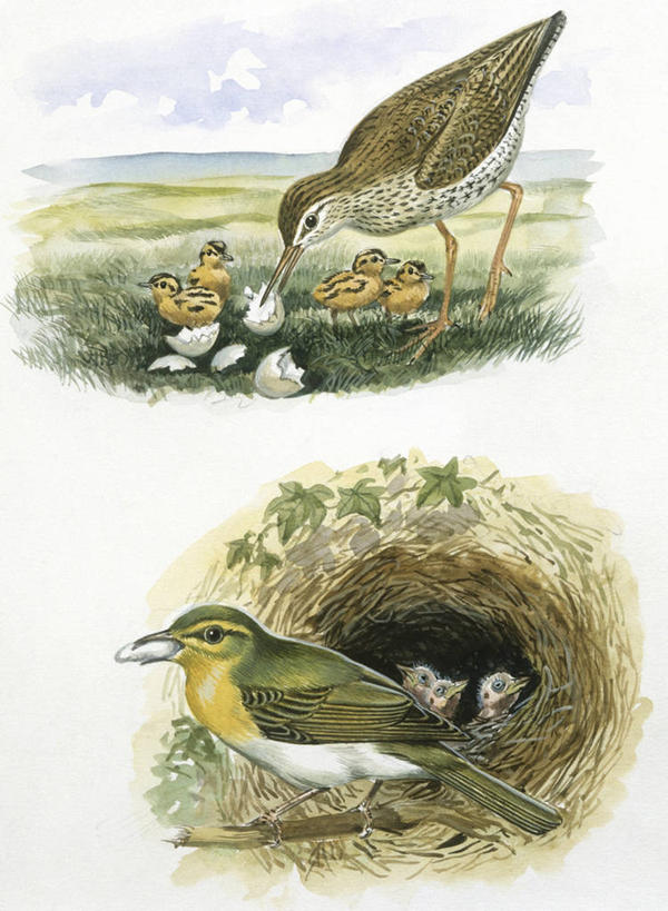 无人,竖图,插画,室外,白天,白色背景,数码,科技,野生动物,贝壳,阴影,科学,网络,鸟类,鸟巢,高光,几何,计算机图形,合成,小鸟,图画,画,白色,自然,动物,孵化,环境,电脑合成图,数码合成图,生物学,合成图,漫画,写实,具体,具象,粪便,排泄物,清洗,扔,彩图,动物学