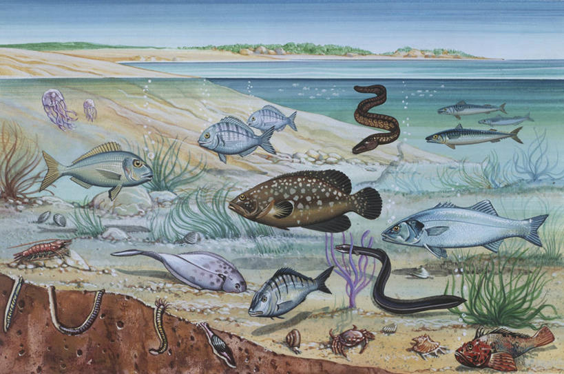 游泳,无人,横图,插画,室外,数码,科技,水下,海洋,水,野生动物,阴影,科学,网络,螃蟹,昆虫,蜗牛,高光,几何,计算机图形,合成,图画,画,自然,环境,电脑合成图,数码合成图,生物学,合成图,咸水鱼,节肢动物,漫画,刺胞动物,写实,具体,具象,咸水鳗,腹足动物,海滩,水母,彩图,动物学