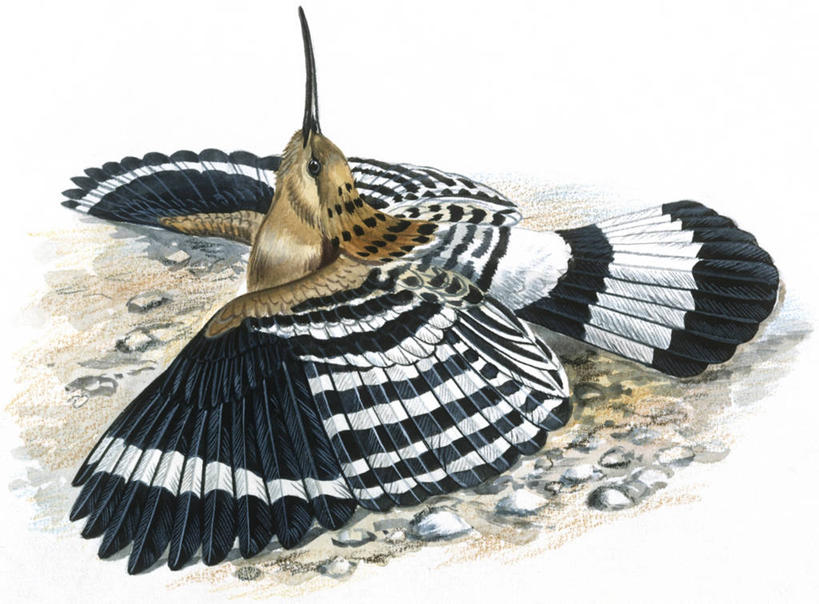 无人,躺,横图,插画,室外,白天,侧面,数码,科技,野生动物,阴影,科学,网络,鸟类,高光,几何,计算机图形,合成,图画,画,自然,动物,环境,电脑合成图,数码合成图,生物学,姿态,合成图,伪装,漫画,写实,具体,具象,戴胜鸟,彩图,动物学