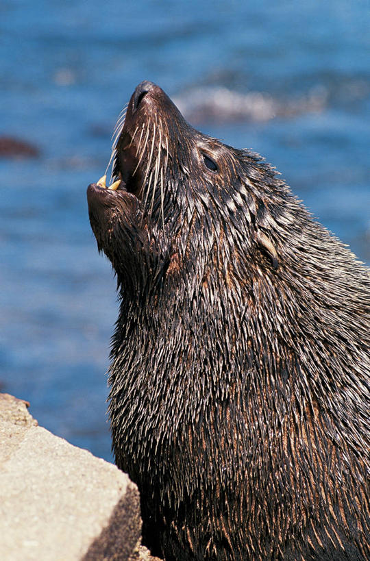 无人,竖图,室外,特写,白天,哺乳动物,海豹,野生动物,咆哮,湿,科学,捕食,自然,动物,摄影,部分,环境,生物学,斑海豹,彩图,动物学