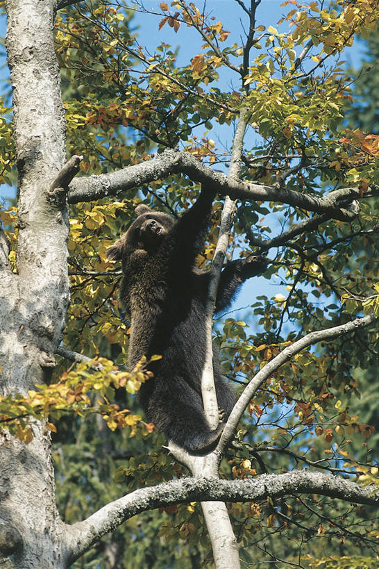 无人,攀登,竖图,室外,白天,哺乳动物,野生动物,熊,科学,捕食,枝,树,自然,动物,力量,摄影,环境,生物学,户外活动,棕熊,彩图,动物学