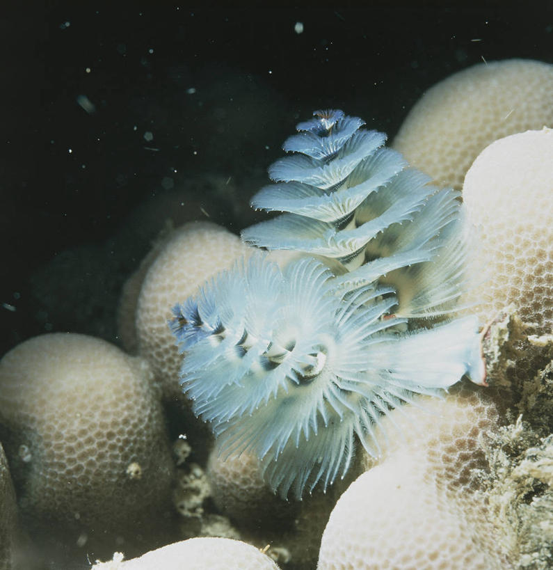 无人,竖图,方图,室外,水下,海洋,水,野生动物,科学,自然,动物,两只,摄影,环境,生物学,蠕虫,彩图,环节动物,动物学