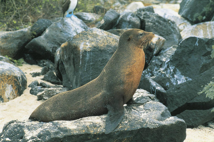 无人,横图,室外,白天,哺乳动物,海豹,海狮,野生动物,厄瓜多尔,科学,自然,动物,摄影,环境,生物学,鳍,加拉帕戈斯群岛,加州海狮,岩石,彩图,加拉帕戈斯海狮,动物学