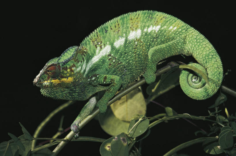 无人,坐,横图,室外,夜晚,变色龙,野生动物,蜥蜴,马达加斯加,黑色背景,科学,枝,拿着,黑色,自然,动物,握紧,摄影,环境,生物学,东非,彩图,动物学