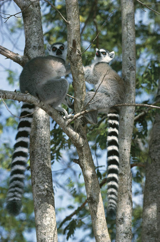 无人,坐,竖图,室外,白天,仰视,哺乳动物,野生动物,猴子,叶子,科学,枝,树,自然,动物,两只,摄影,环境,生物学,狐猴,灵长目,环尾狐猴,彩图,低角度拍摄,动物学