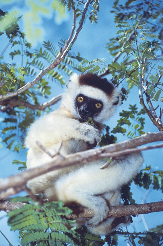 无人,坐,竖图,室外,白天,哺乳动物,野生动物,猴子,叶子,科学,枝,树,白色,自然,动物,摄影,环境,生物学,狐猴,灵长目,环尾狐猴,卷尾猴,彩图,动物学