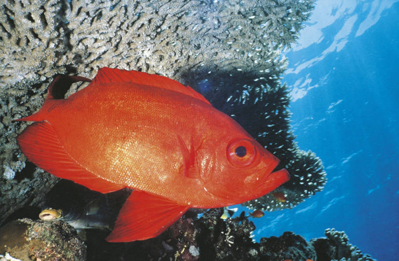 无人,横图,彩色,室外,白天,侧面,水下,海洋,野生动物,非洲,埃及,科学,珊瑚,鱼类,红色,自然,动物,摄影,五颜六色,环境,色彩斑斓,生物学,中东,硬珊瑚,五彩缤纷,北非,五彩斑斓,红海,五光十色,自然地理,彩图,动物学