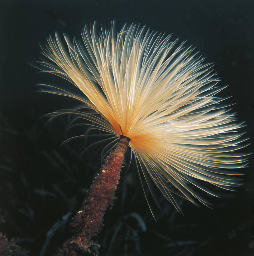 无人,竖图,科学,动物,摄影,生物学,蠕虫,彩图,环节动物,动物学