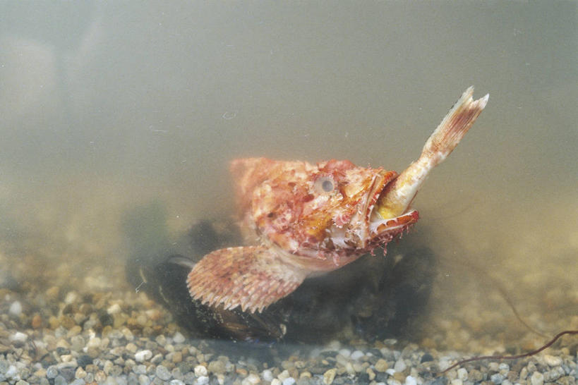 无人,吃,横图,室外,特写,野生动物,科学,鱼,捕食,鱼类,自然,动物,摄影,鲉,鲈鱼,环境,生物学,咸水鱼,花鲈,鲈板,鲈子鱼,喂养,彩图,动物行为,动物学