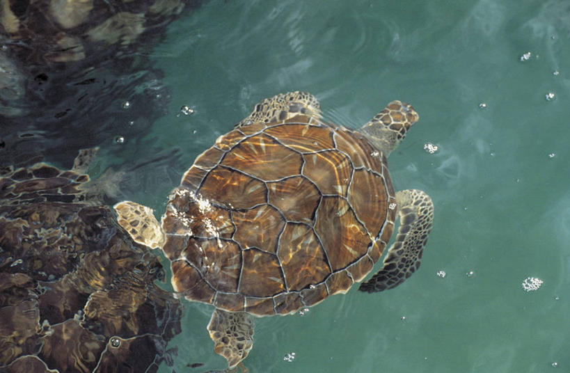 游泳,无人,横图,俯视,室外,白天,水,野生动物,墨西哥,科学,自然,动物,摄影,环境,生物学,拉丁美洲,肯他纳罗,绿蠵龟,海龟,彩图,高角度拍摄,动物学