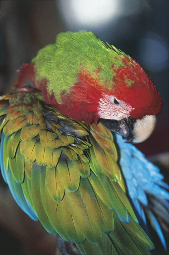 无人,坐,竖图,彩色,室外,特写,白天,鹦鹉,羽毛,科学,鸟类,动物,摄影,清理,五颜六色,色彩斑斓,生物学,金刚鹦鹉,五彩缤纷,五彩斑斓,热带鸟,蓝黄金刚鹦鹉,五光十色,彩图,动物学