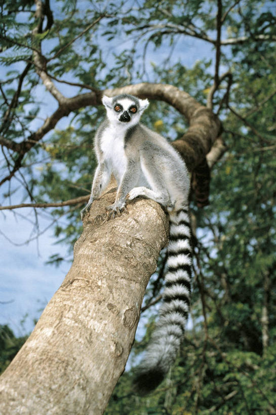 无人,坐,竖图,室外,白天,仰视,哺乳动物,野生动物,猴子,叶子,条纹,科学,树,树干,自然,动物,摄影,环境,生物学,狐猴,灵长目,环尾狐猴,式样,彩图,低角度拍摄,动物学,好奇心