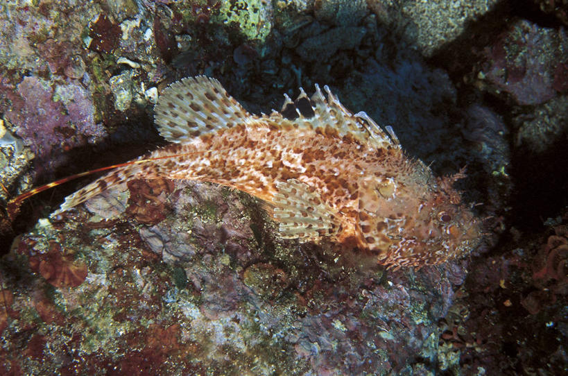 无人,横图,室外,侧面,水下,野生动物,科学,鱼,斑点,鱼类,自然,动物,摄影,鲉,鲈鱼,环境,生物学,咸水鱼,伪装,花鲈,鲈板,鲈子鱼,暗礁,彩图,动物学