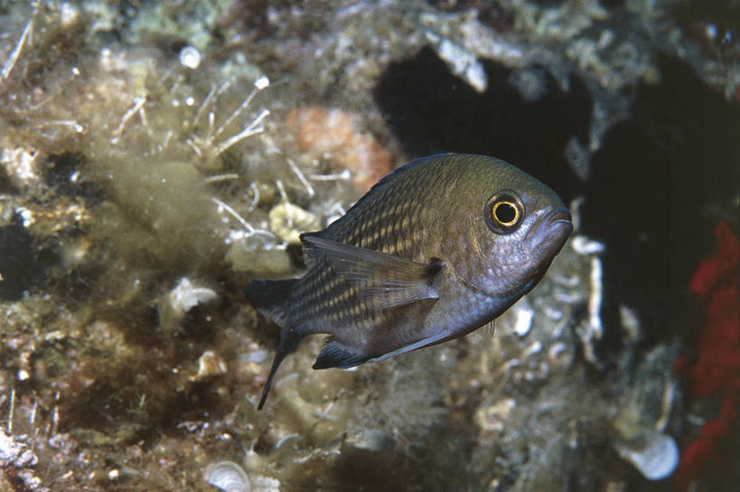 无人,横图,室外,特写,水下,热带鱼,野生动物,科学,鱼,鱼类,自然,动物,摄影,鲈鱼,雀鲷,环境,生物学,花鲈,鲈板,鲈子鱼,彩图,鳃鱼,动物学