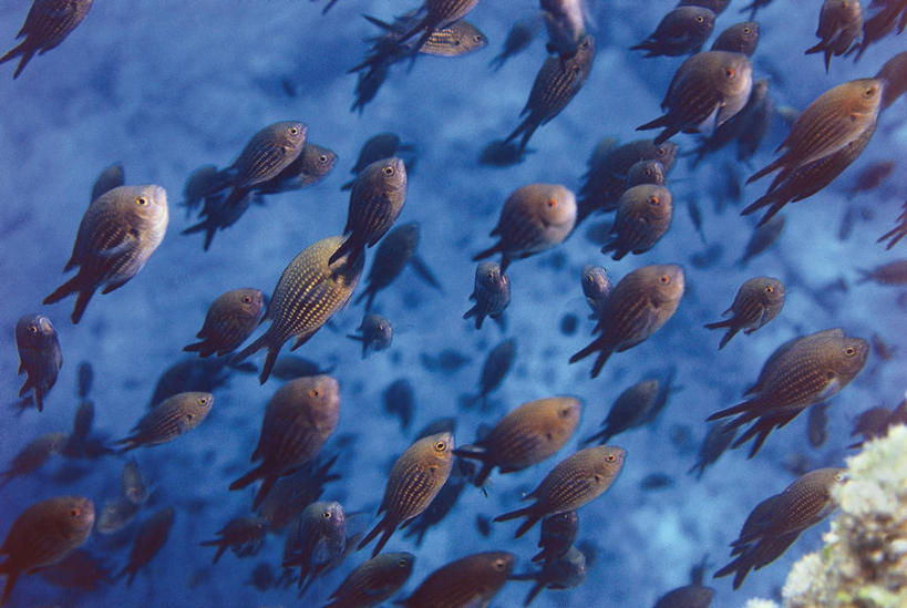 无人,横图,室外,水下,热带鱼,野生动物,一群,许多,丰富,科学,鱼,鱼群,很多,鱼类,自然,摄影,鲈鱼,雀鲷,环境,生物学,花鲈,鲈板,鲈子鱼,一致,彩图,鳃鱼,动物学