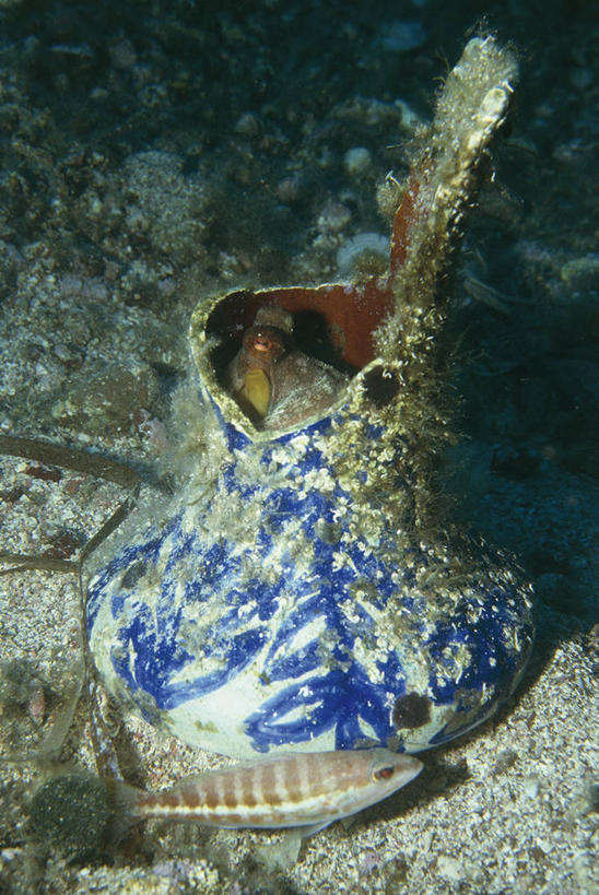 海鲜,无人,竖图,室外,海底,水下,野生动物,章鱼,科学,陶瓷制品,水产,鱼类,海洋生物,一个,自然,动物,容器,两只,陶器,摄影,单个,软体动物,石吸,死牛,望潮,坐蛸,环境,生物学,隐藏,水生动物,海产品,水生物,海底动物,头足类动物,石居,八爪鱼,彩图,动物学