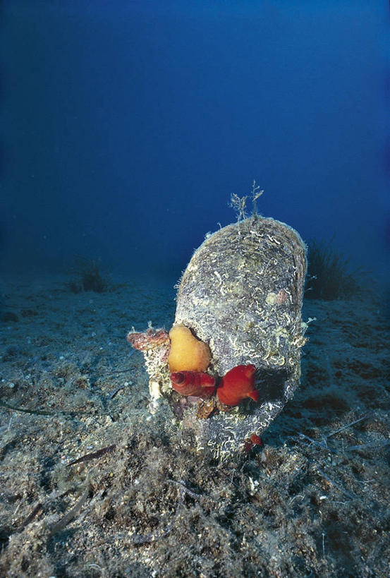 无人,竖图,水下,野生动物,贝壳,科学,牡蛎,自然,动物,摄影,软体动物,环境,生物学,彩图,双壳贝,动物学