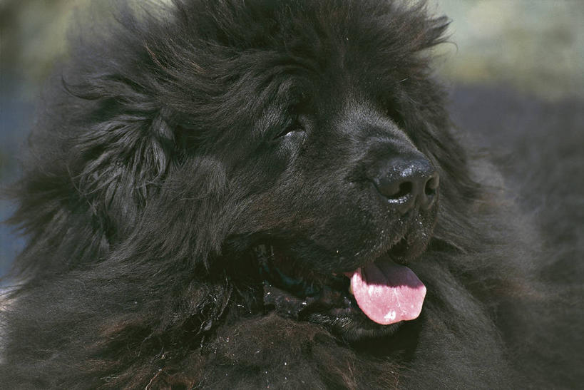 无人,横图,宠物,狗,美国,加拿大,科学,黑色,动物,家畜,摄影,生物学,纽芬兰,彩图,动物学,纯种犬