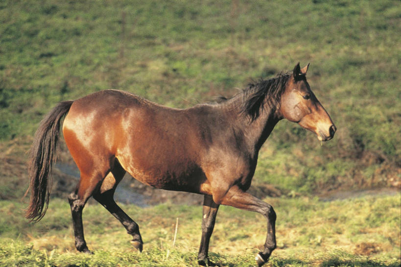 无人,横图,哺乳动物,马,貘,野生动物,科学,动物,运输,摄影,牲畜,生物学,彩图,动物学