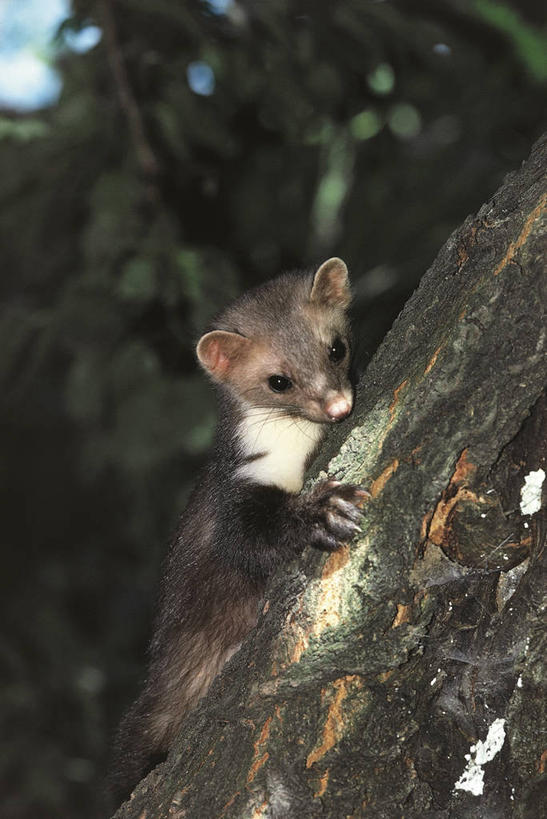 无人,竖图,室外,白天,哺乳动物,野生动物,科学,树皮,注视,树干,动物,观察,看,摄影,观看,察看,生物学,关注,彩图,石貂,动物学