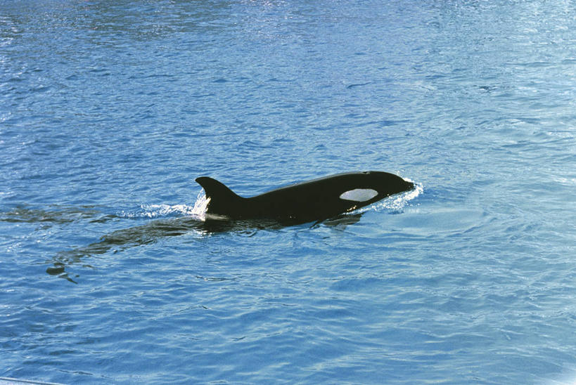 游泳,无人,横图,俯视,室外,白天,海洋,水,哺乳动物,野生动物,科学,自然,动物,摄影,鲸,环境,生物学,逆戟鲸,鲸类,彩图,高角度拍摄,动物学